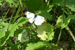 Anthocharis scolymus