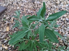 Chenopodium pratericola