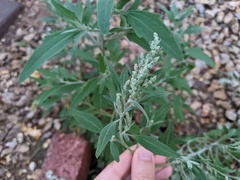 Chenopodium pratericola