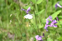 Anthocharis scolymus