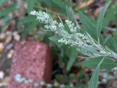 Chenopodium pratericola