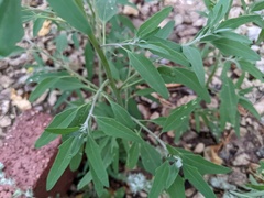 Chenopodium pratericola