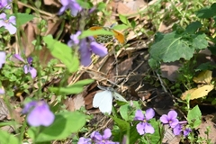 Anthocharis bambusarum