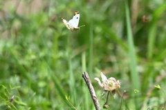 Anthocharis scolymus