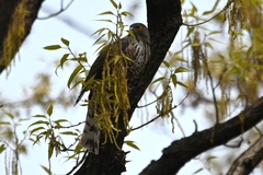 Accipiter virgatus affinis