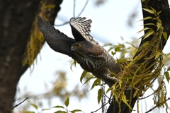 Accipiter virgatus affinis