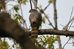 Accipiter virgatus affinis