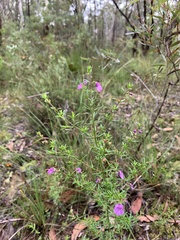Prostanthera scutellarioides