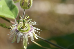 Passiflora porphyretica