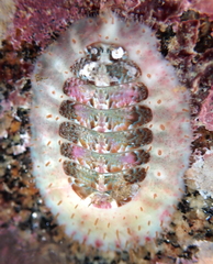 Placiphorella velata