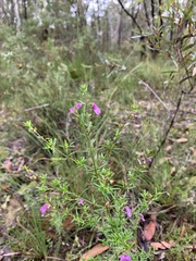 Prostanthera scutellarioides