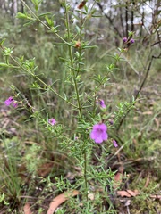 Prostanthera scutellarioides