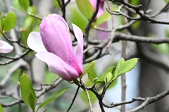 Magnolia × soulangeana