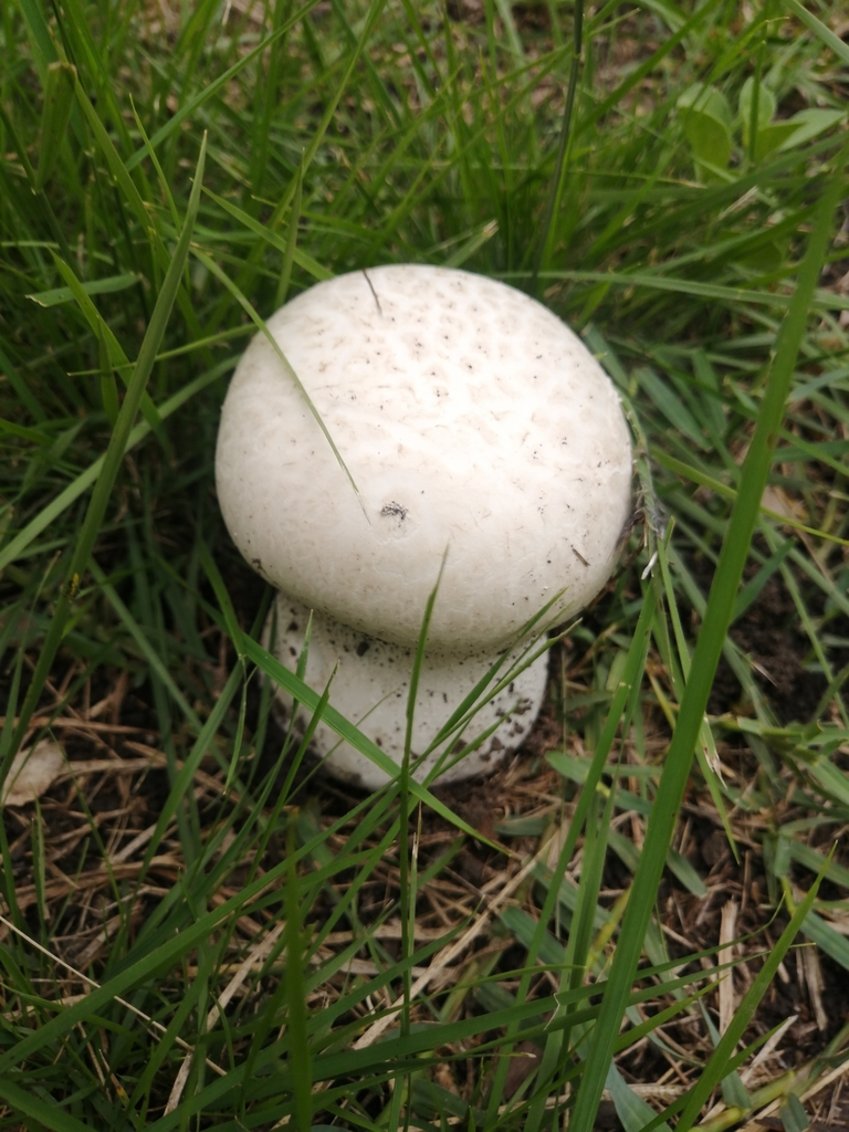 Calvatia cyathiformis · March 2022 · photo: © germansarmientocruz (iNaturalist, cc-by)