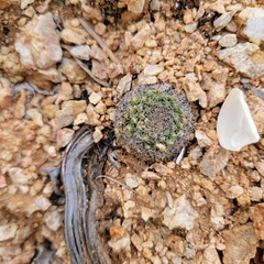 Mammillaria brandegeei