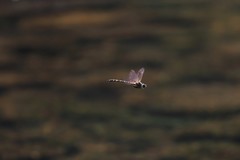 Hemicordulia intermedia