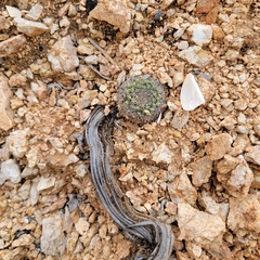Mammillaria brandegeei