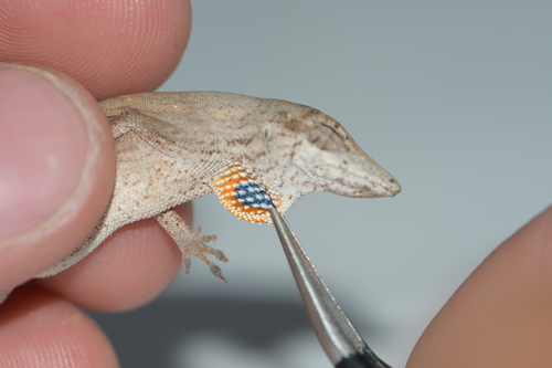 Blue-spotted Fan Anole