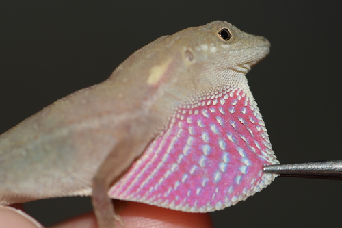 False Clouded Anole, Anolis nebuloides
