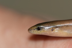 Scincella assata