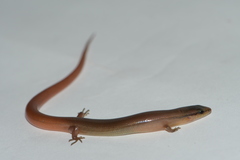 Scincella assata