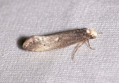 Tinea occidentella