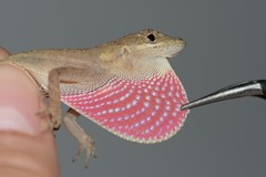 Anolis nebuloides