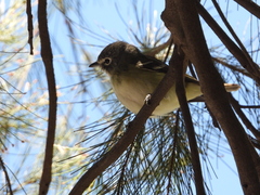Vireo solitarius