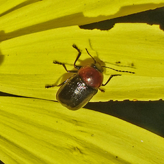 Cryptocephalus sanguinicollis