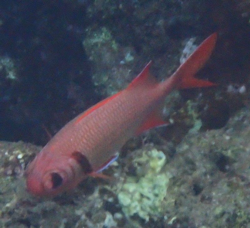 Shoulderbar Soldierfish