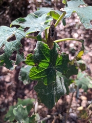 Maurandya antirrhiniflora