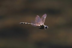 Hemicordulia intermedia