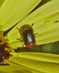 Cryptocephalus sanguinicollis