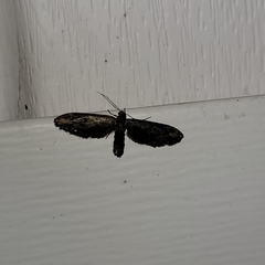 Eupithecia subapicata