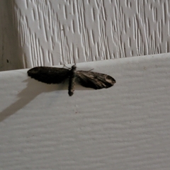 Eupithecia subapicata