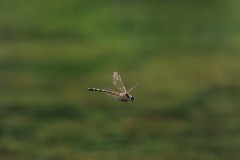 Hemicordulia intermedia