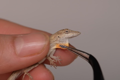 Anolis unilobatus