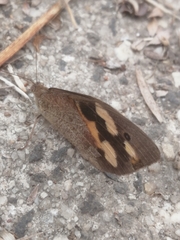 Heteronympha merope