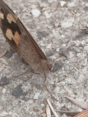 Heteronympha merope