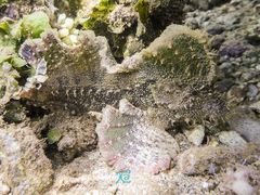 Pseudopataecus carnatobarbatus