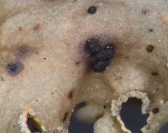 Abrothallus nephromatis