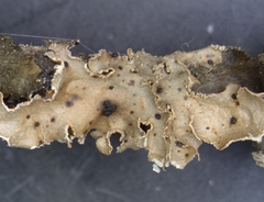 Abrothallus nephromatis