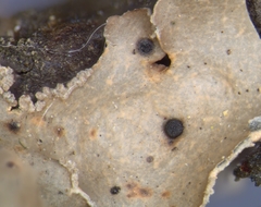 Abrothallus nephromatis