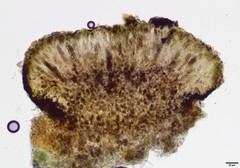 Abrothallus nephromatis