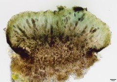 Abrothallus nephromatis