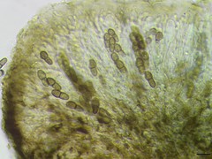 Abrothallus nephromatis