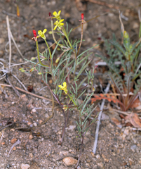 Camissonia parvula