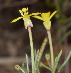 Camissonia parvula
