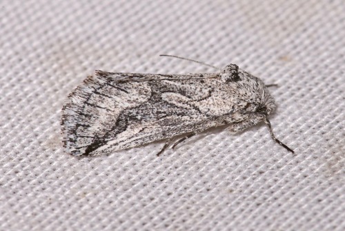 iNaturalist observation photo of Oxycnemis fusimacula
