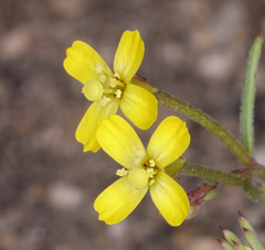 Camissonia parvula